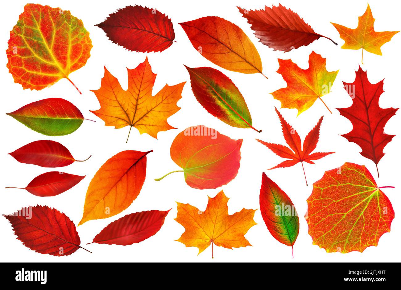 Collection of 25 red autumn tree leaves on white background. Realistic digital illustration based on render by neural network Stock Photo