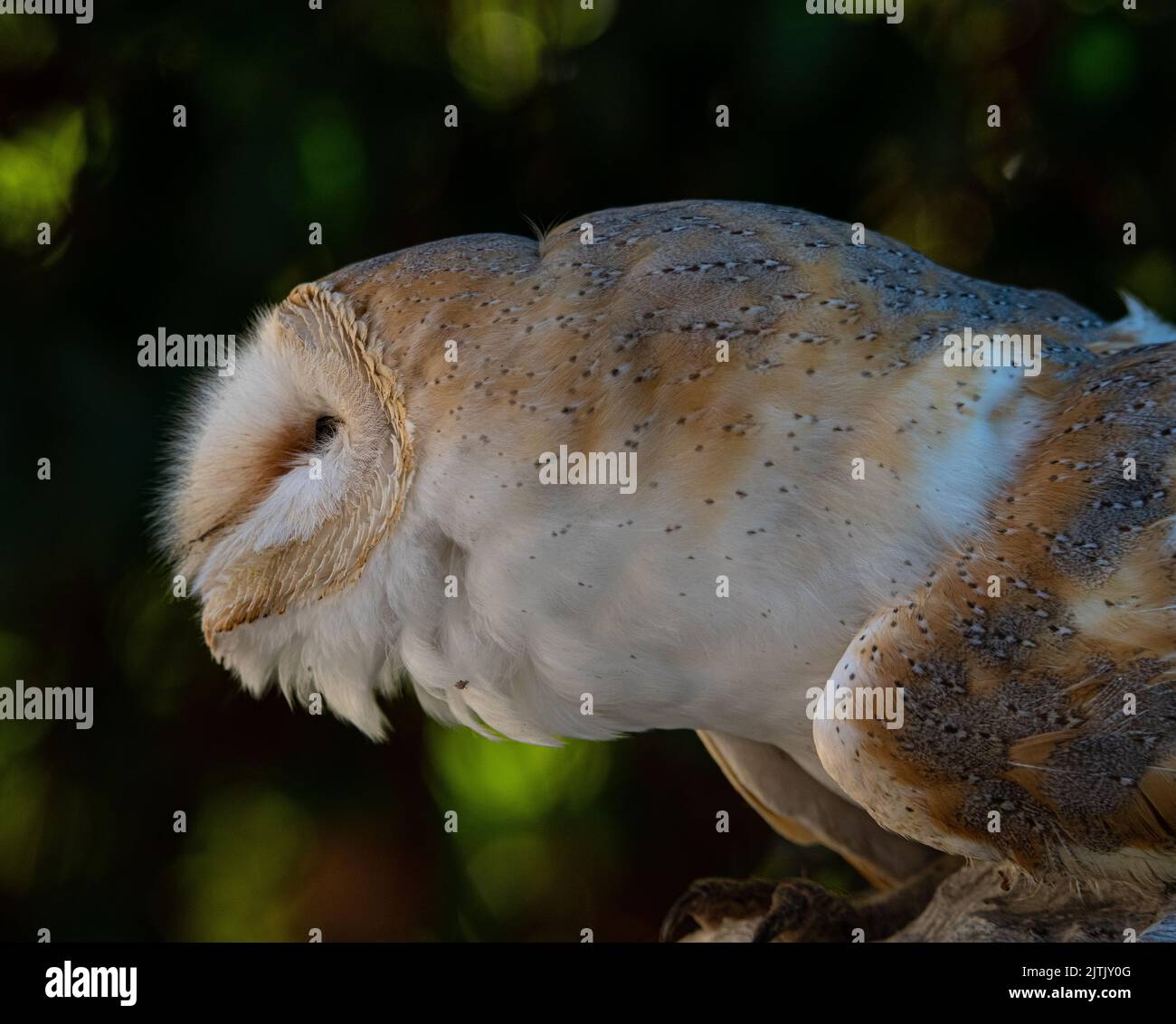 Barn owl portrait, side profile Stock Photo - Alamy