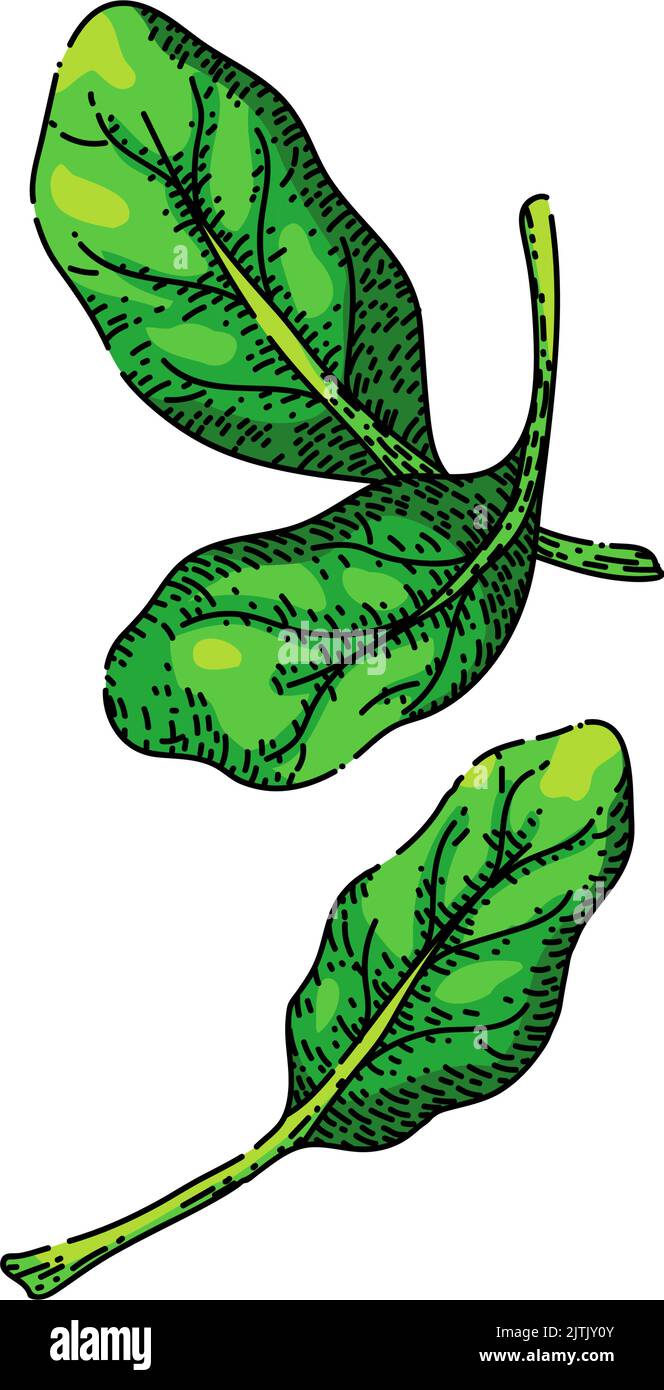 spinach leaf green sketch hand drawn vector Stock Vector Image & Art