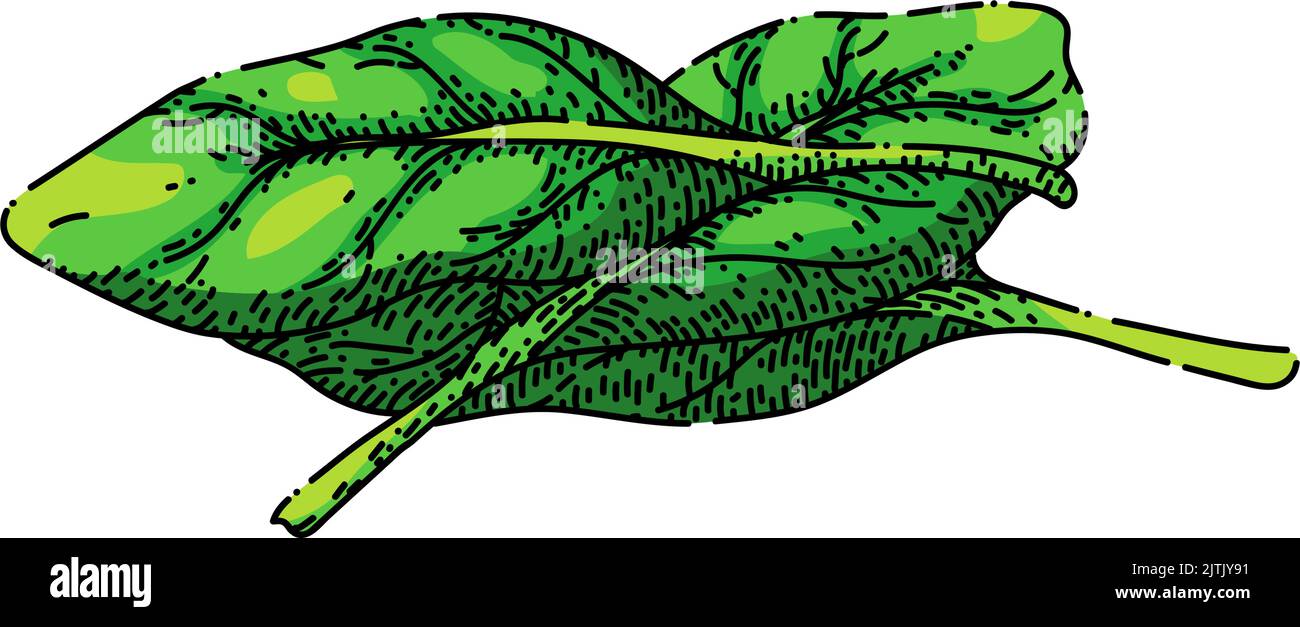 spinach leaf green sketch hand drawn vector Stock Vector Image & Art