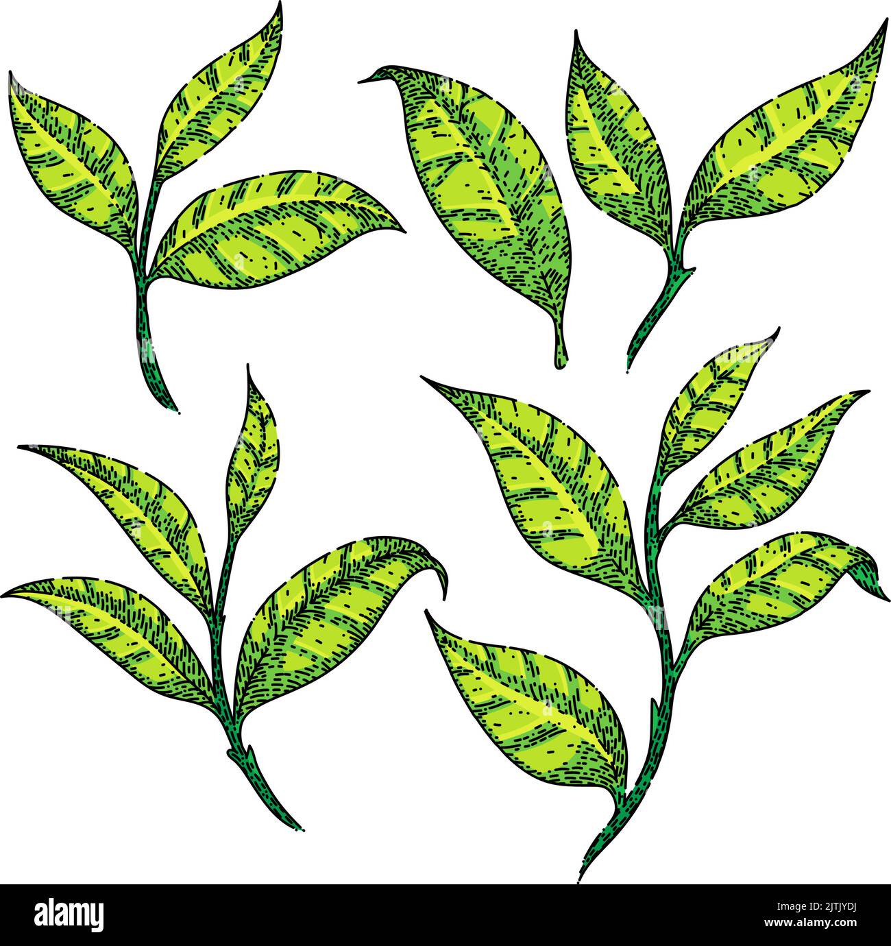 tea green leaf set sketch hand drawn vector Stock Vector Image & Art ...