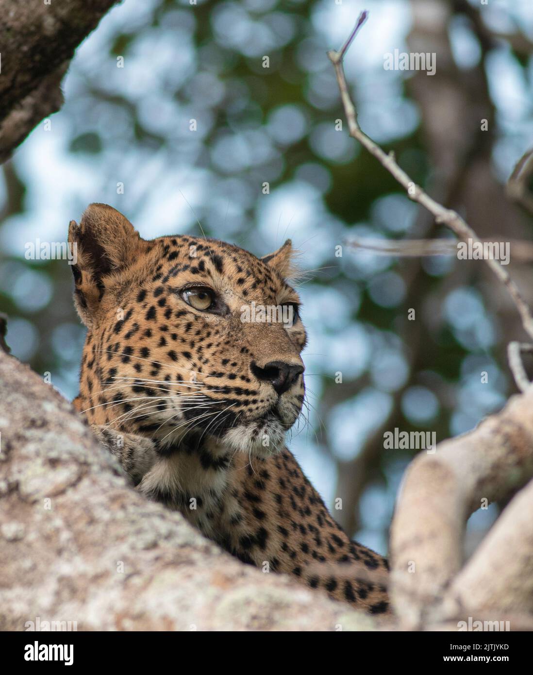 leopard in the tree; Leopard on a tree; leopard resting; leopard
