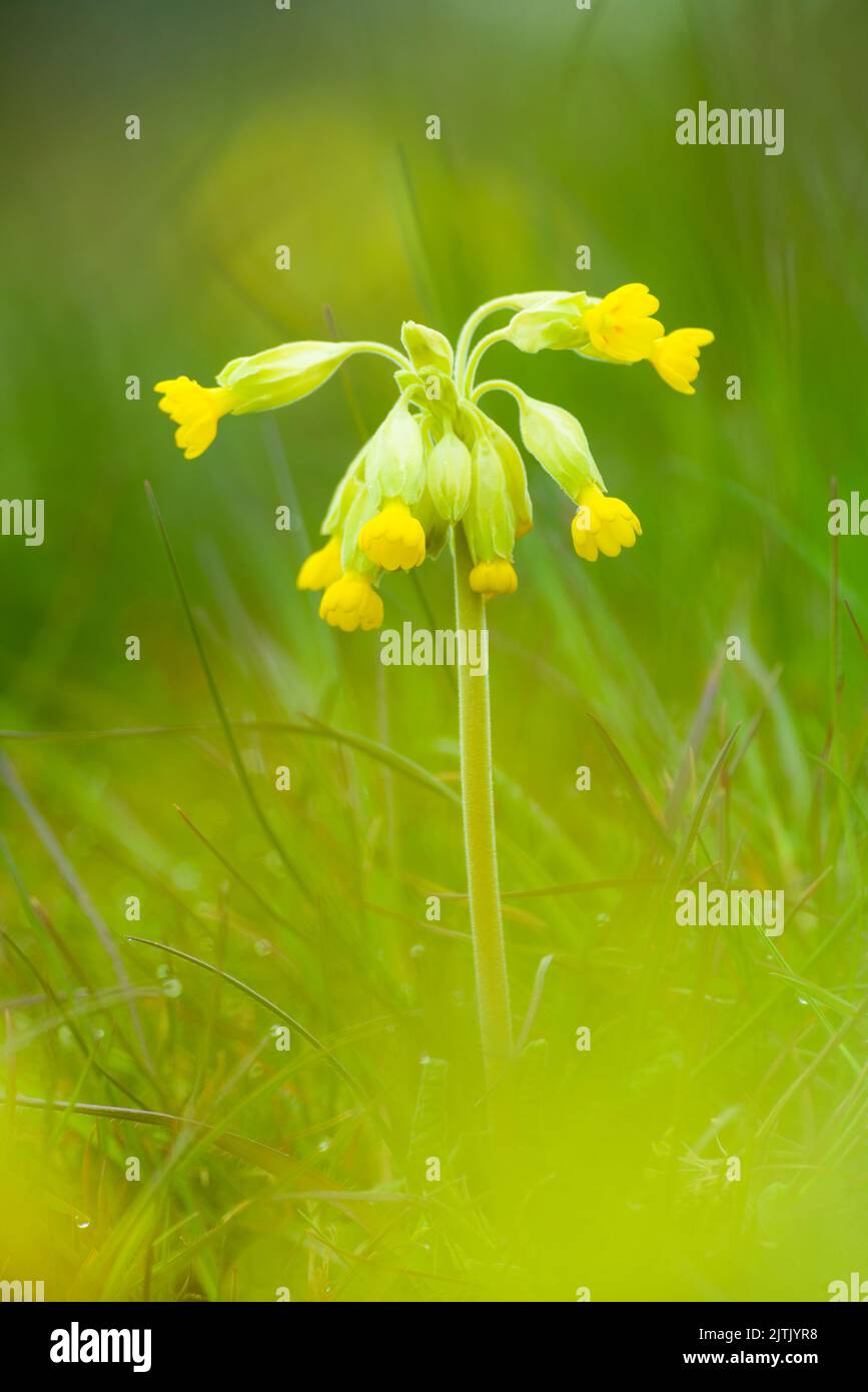 Common Cowslip (Primula veris) in flower at Milton Hill in the Mendip Hills National Landscape, Wells, Somerset, England. Stock Photo