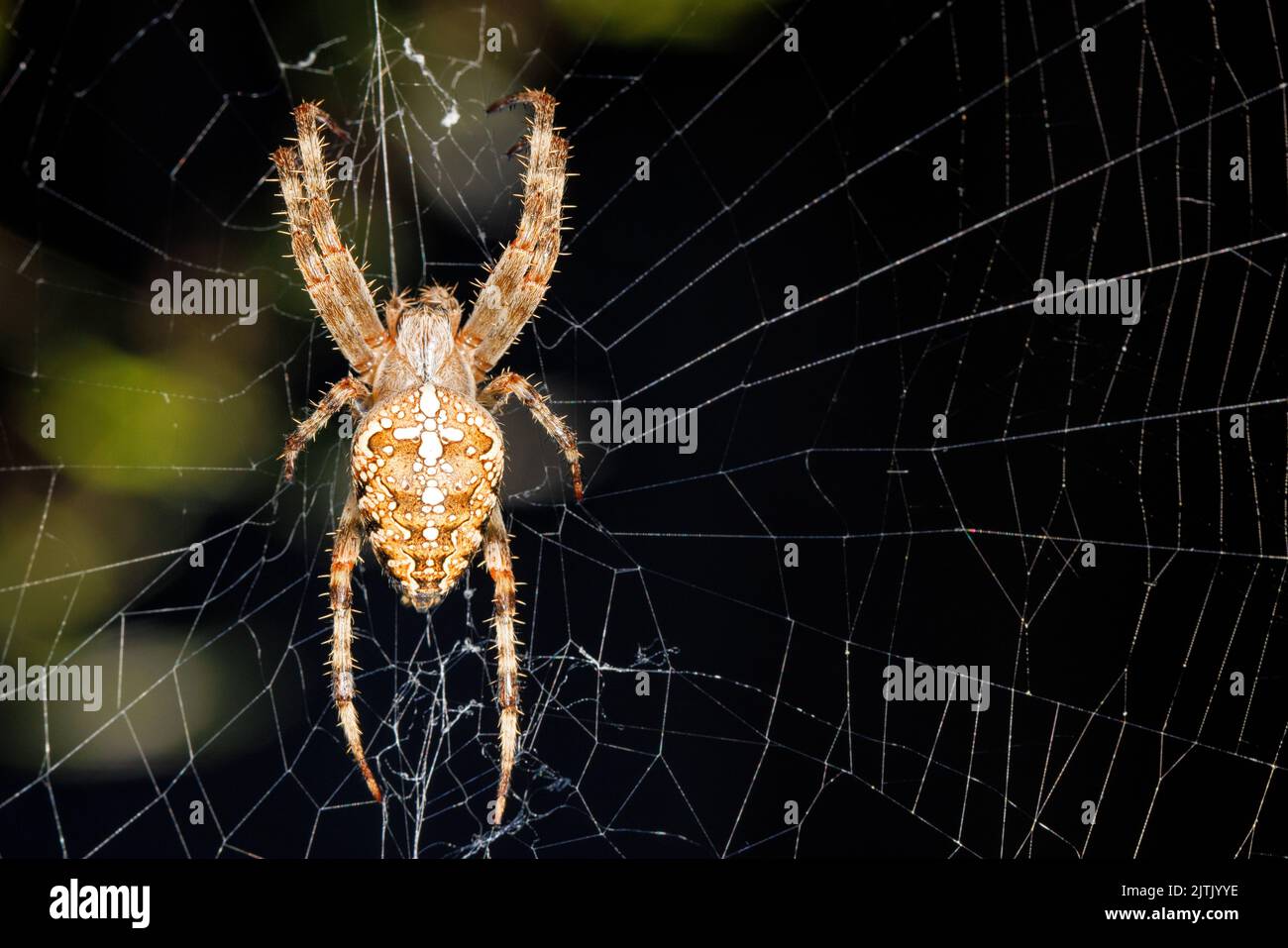 A scary cross spider on a radial web is waiting for its prey on a dark green background. Close-up, copy space. Stock Photo