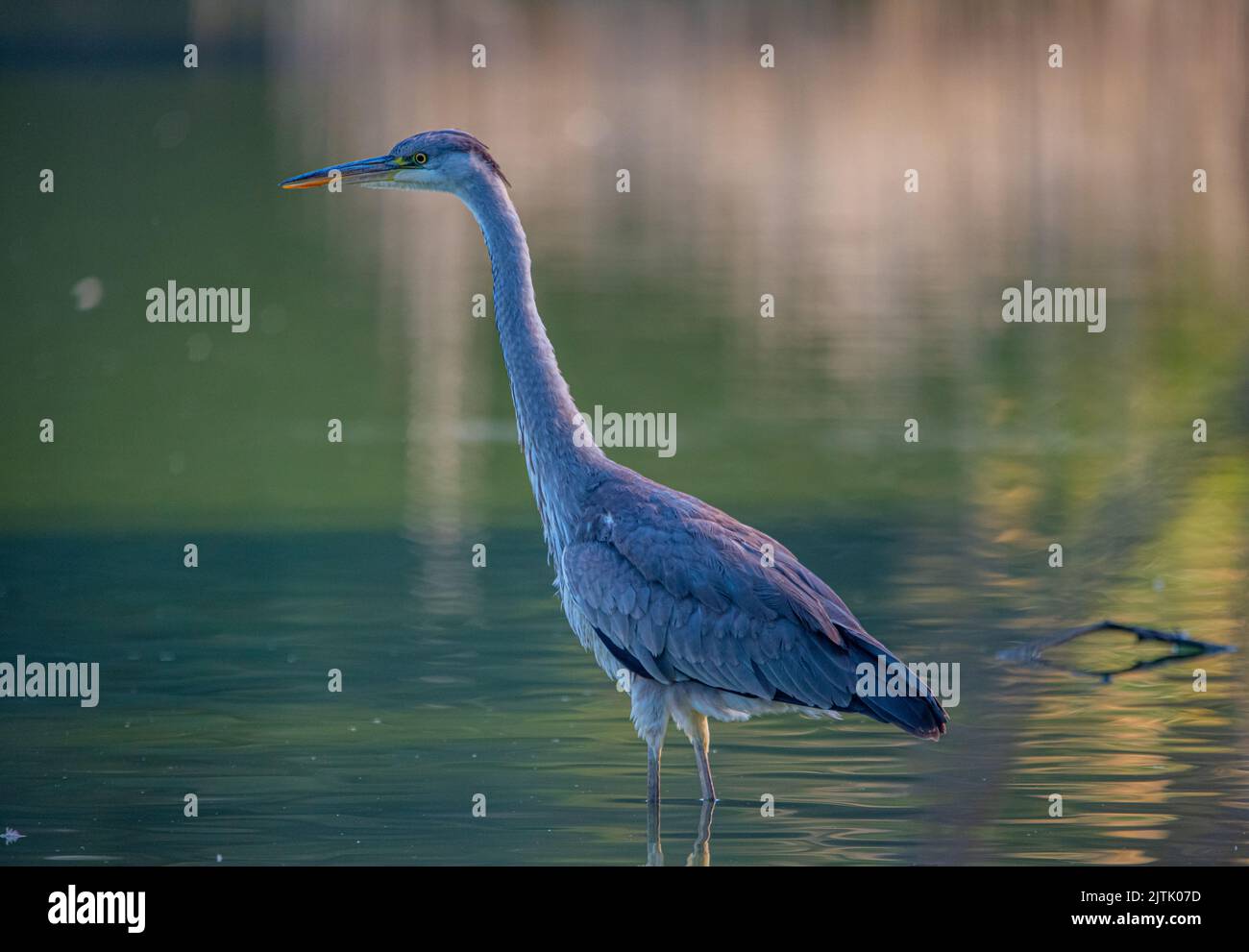 Grey Heron Detailed Hi-res Stock Photography And Images - Alamy