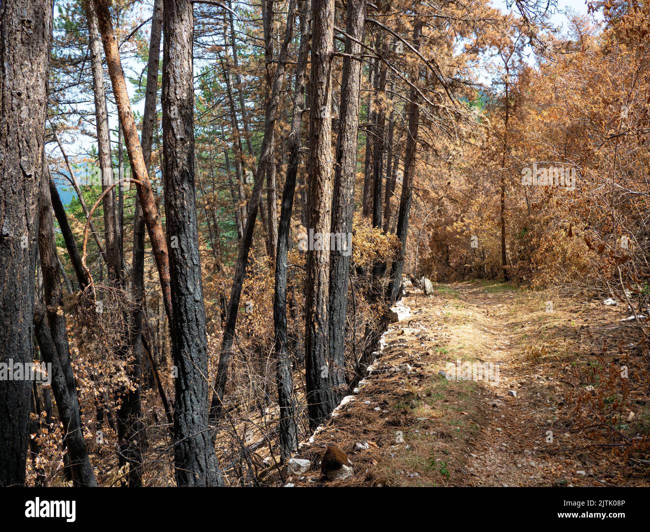 Wild fire forest Stock Photo