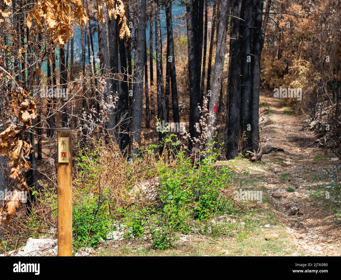 Wild fire forest Stock Photo