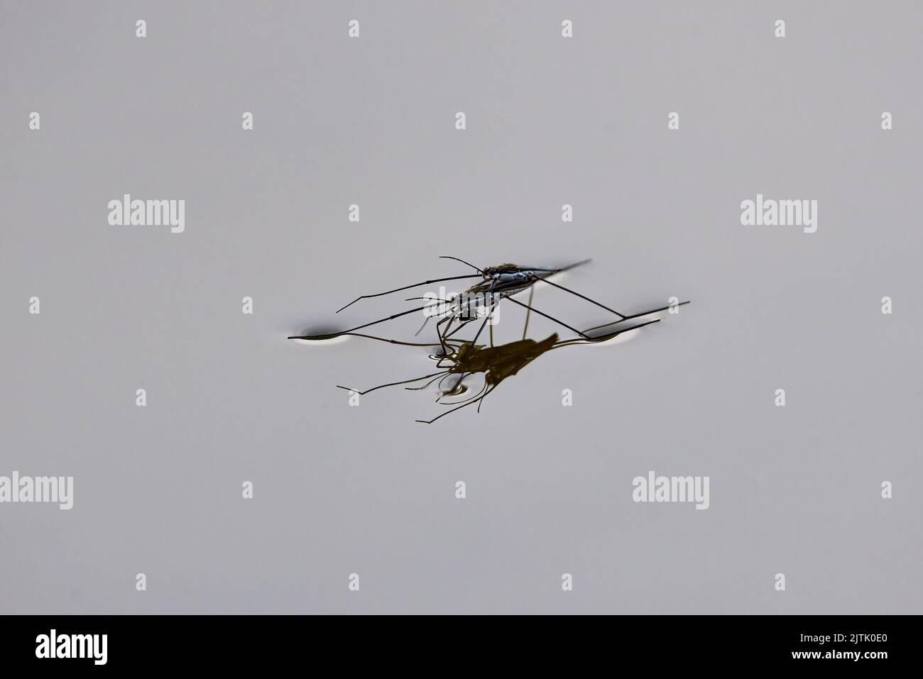 pair of mosquitoes on the gloss of a water Stock Photo
