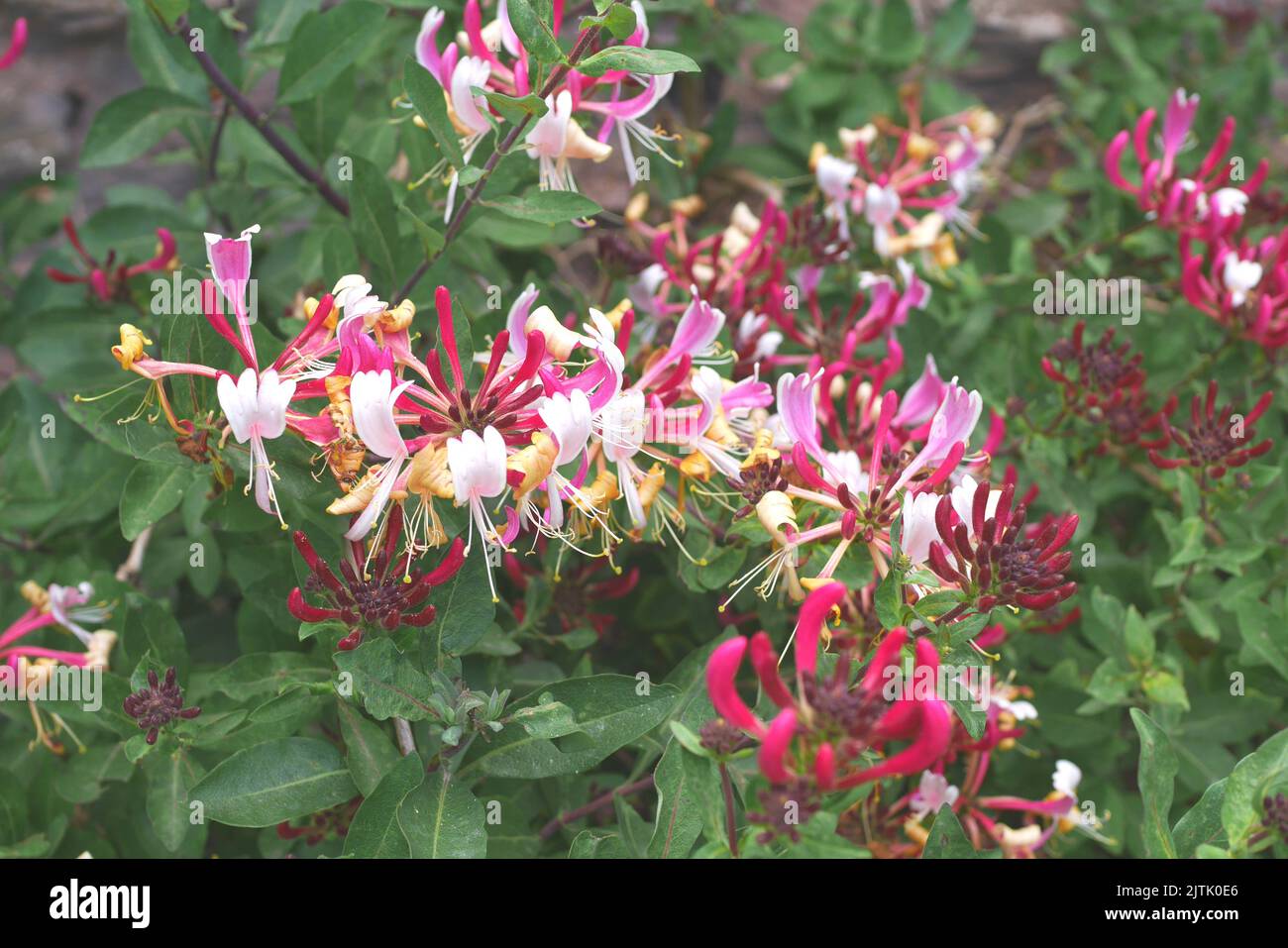 Honeysuckle, Lonicera, growing in a garden, Herefordshire, England Stock Photo