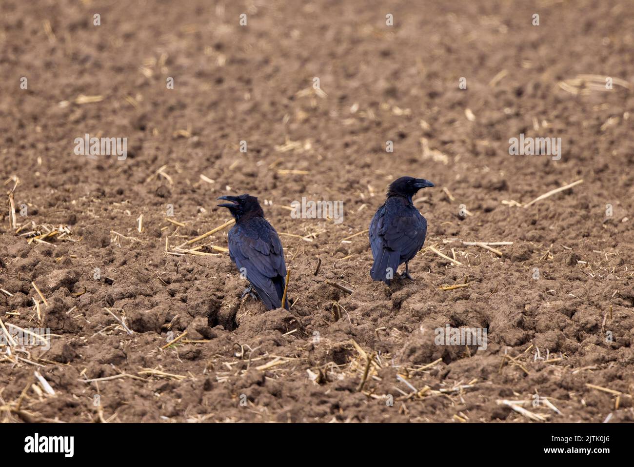 Jean nv hi-res stock photography and images - Alamy