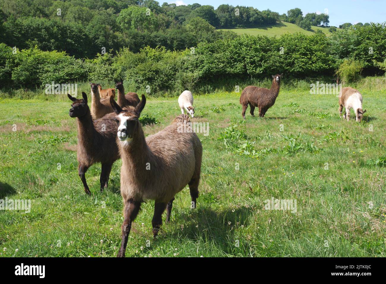 Llamas in a field, on a farm, Ewyas Harold, Herefordshire, England Stock Photo