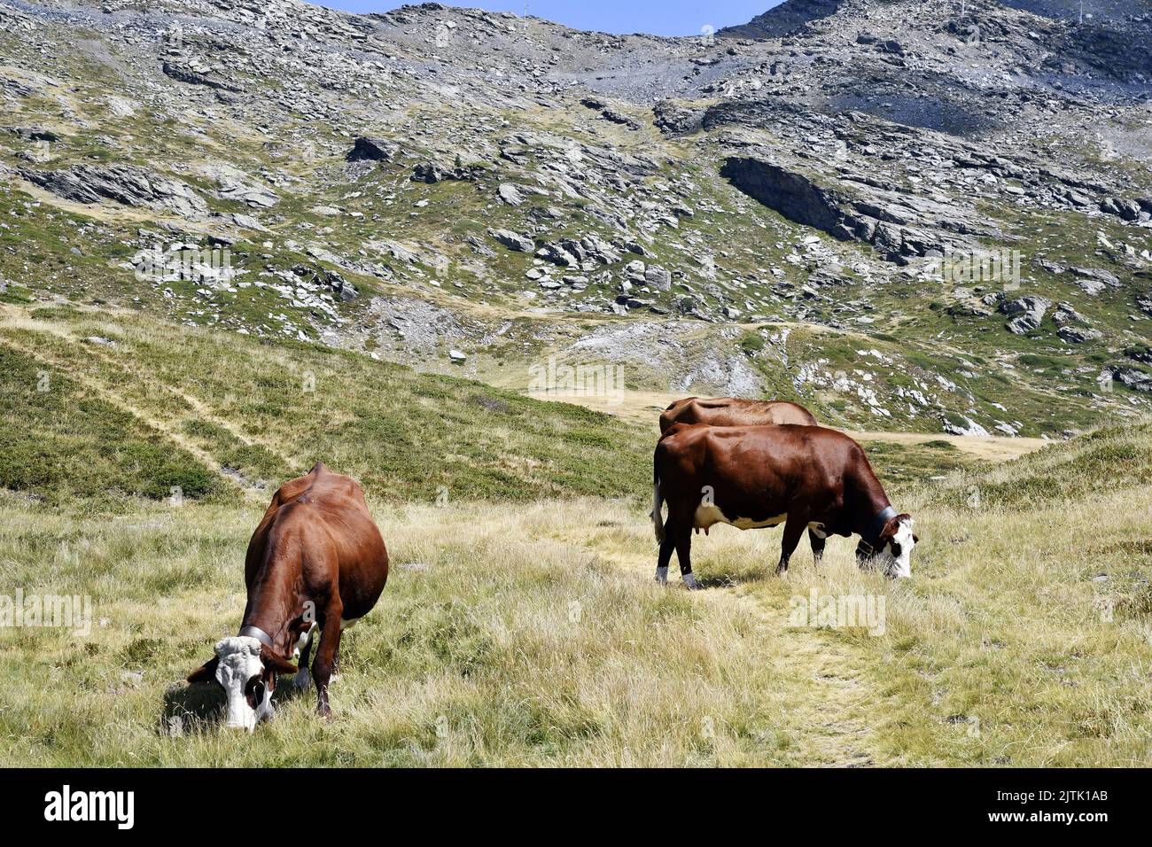 Abondance cows - La Rosière - French Alps - Savoie - France Stock Photo