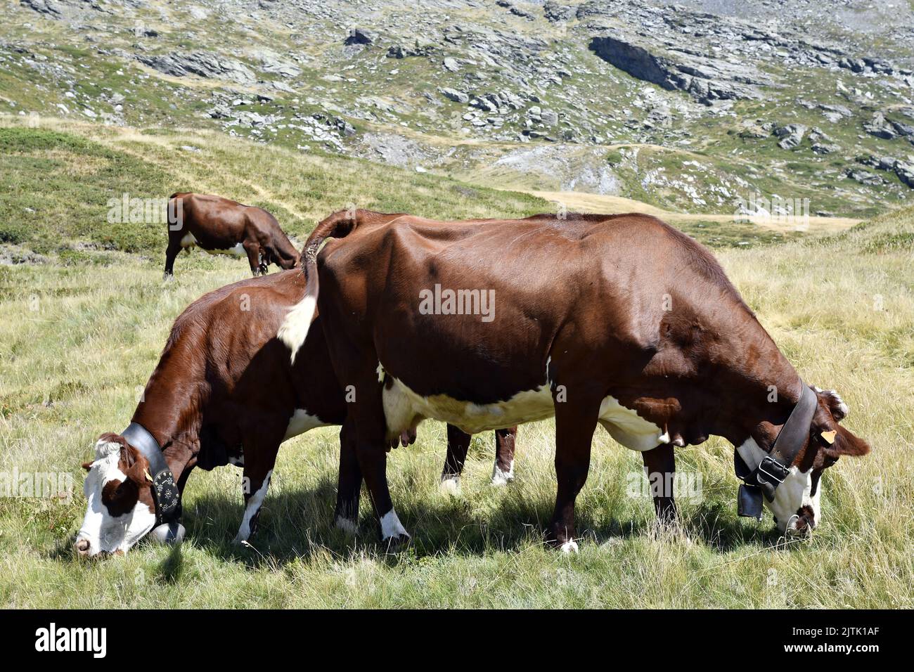 Abondance cows - La Rosière - French Alps - Savoie - France Stock Photo