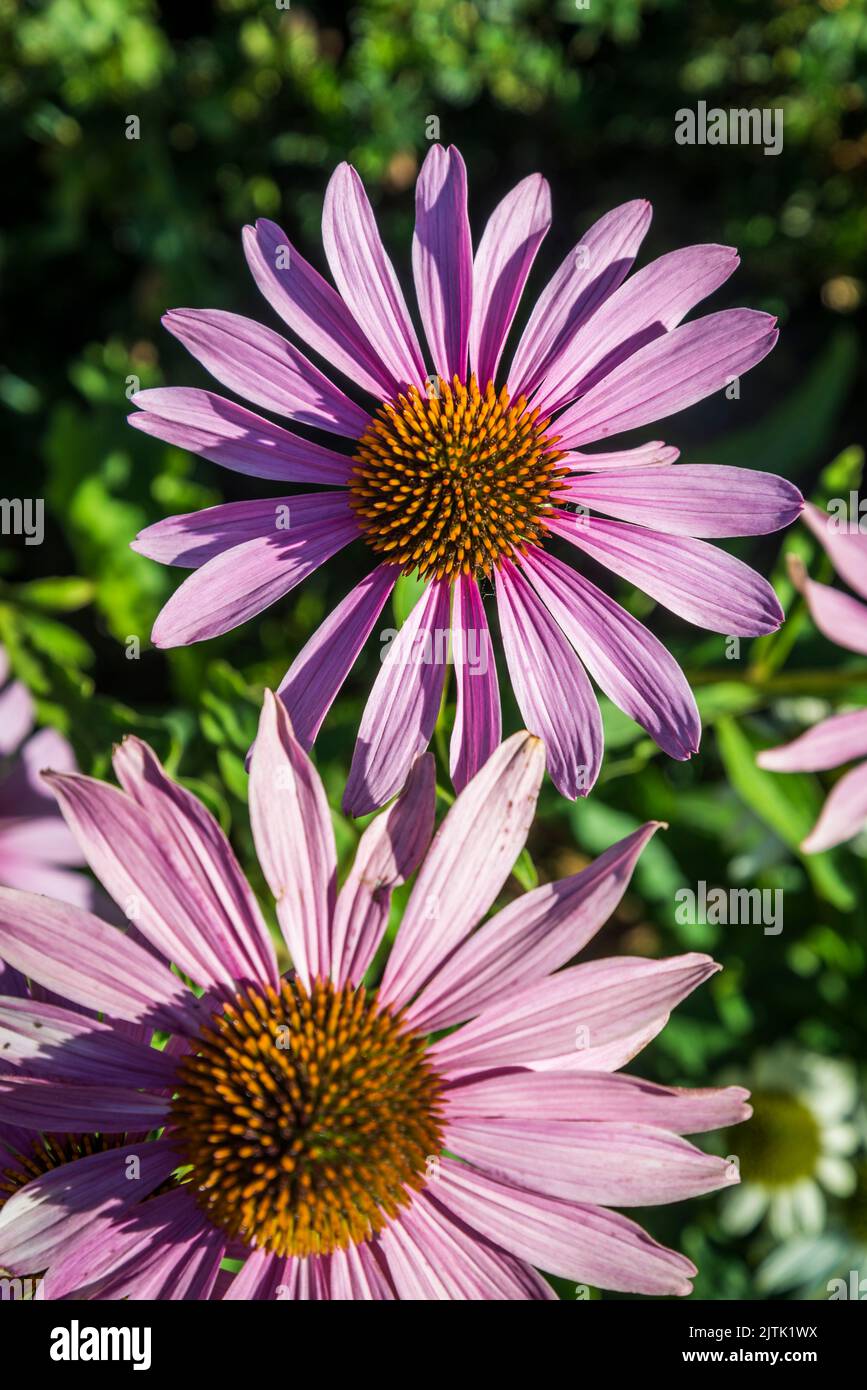 Beautiful echinacea flowers in the Hôtel de Sens garden, a formal garden with Gothic-style villa with gables and turrets, Paris, France Stock Photo