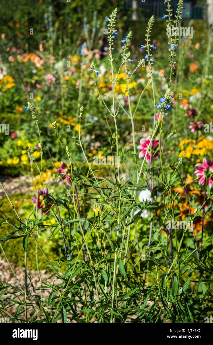 Beautiful summer flowers in the Hôtel de Sens garden, a formal garden with Gothic-style villa with gables and turrets, Paris, France Stock Photo