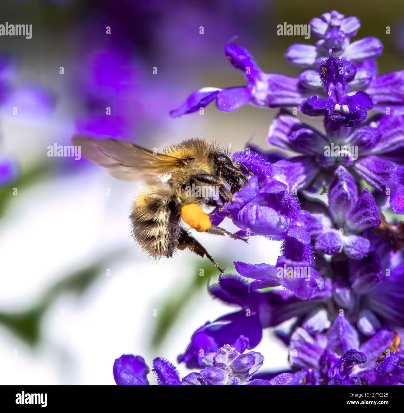 Macro of a common carder bee on a purple sage flower blossom Stock Photo
