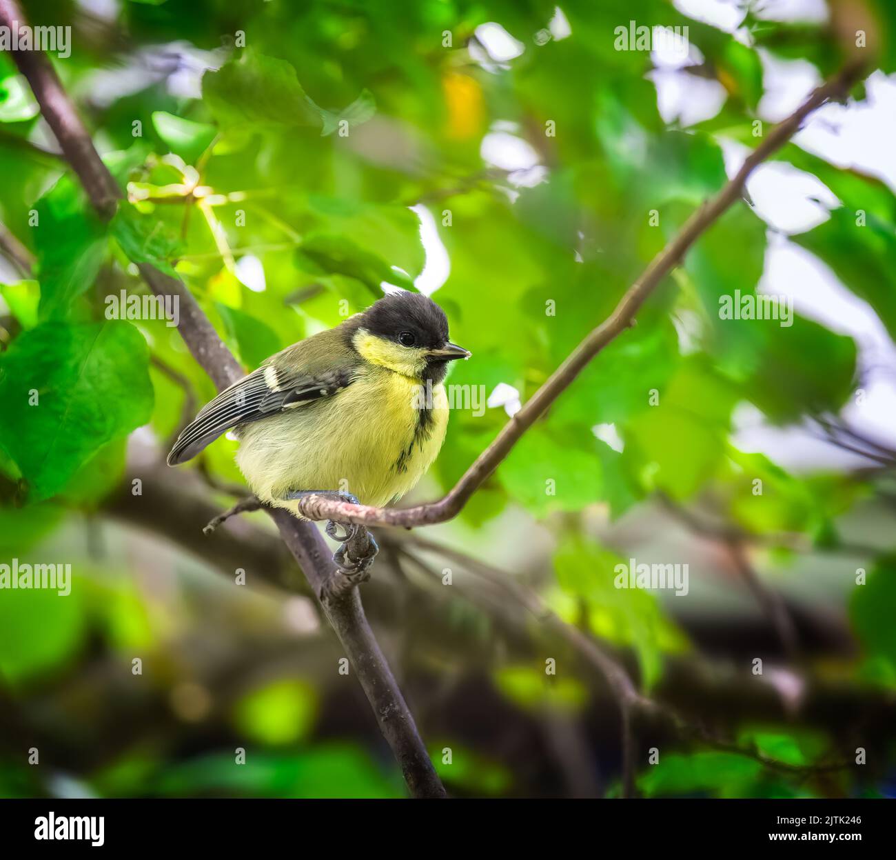 Closeup of a great tit bird sitting in a tree Stock Photo