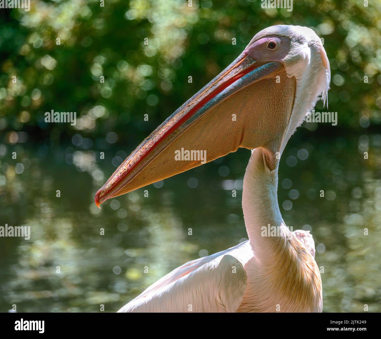 Portrait of a pelican bird Stock Photo