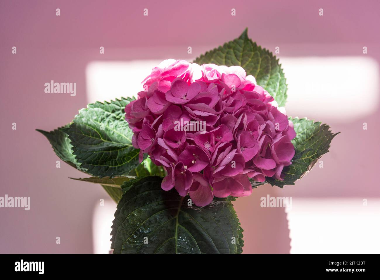 Single hydrangea flower Stock Photo