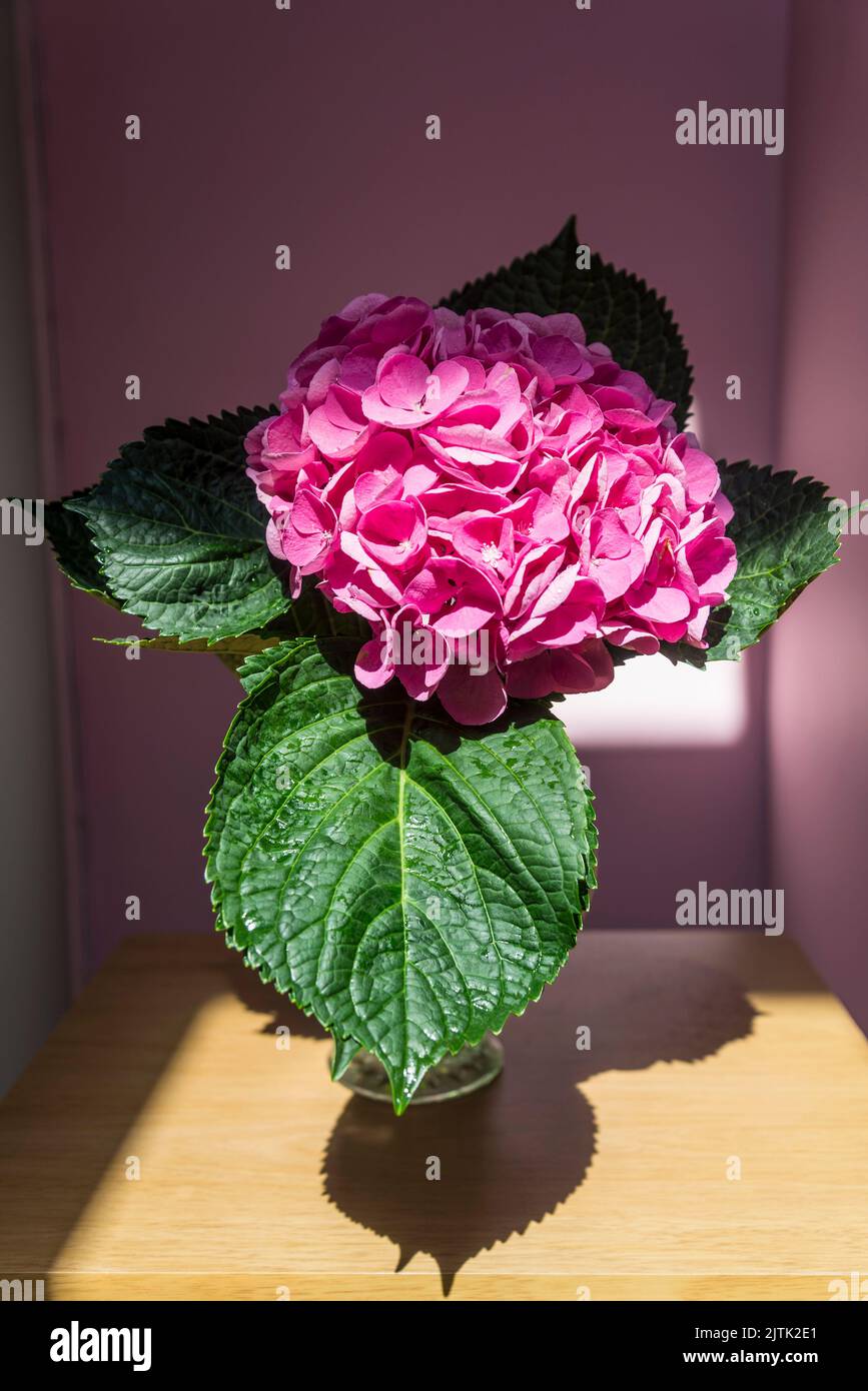 Single hydrangea flower Stock Photo