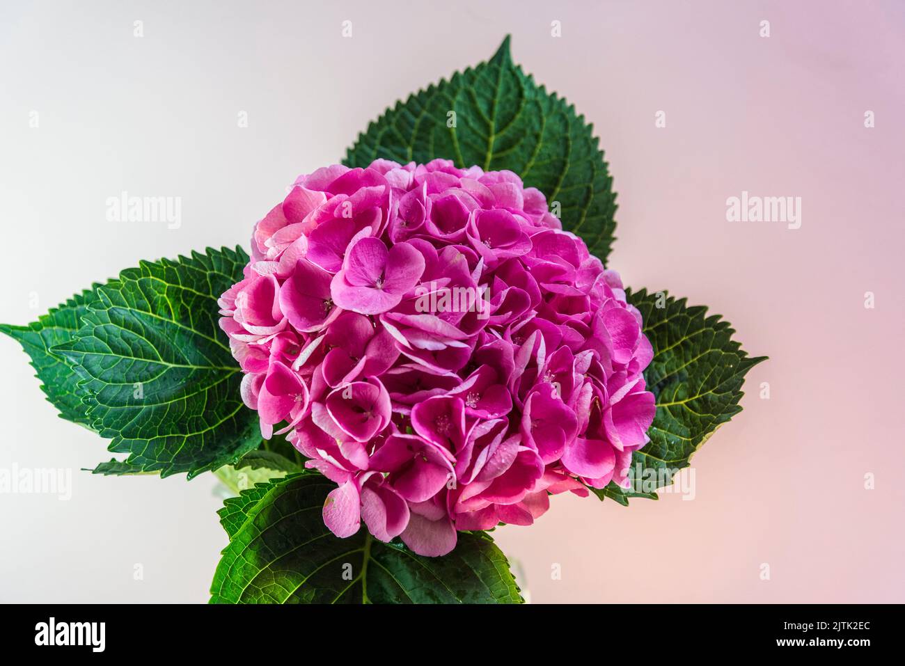 Single hydrangea flower Stock Photo