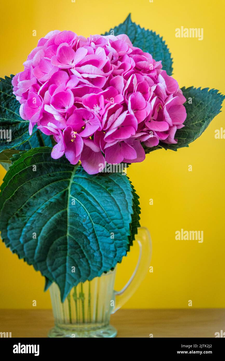 Single hydrangea flower Stock Photo