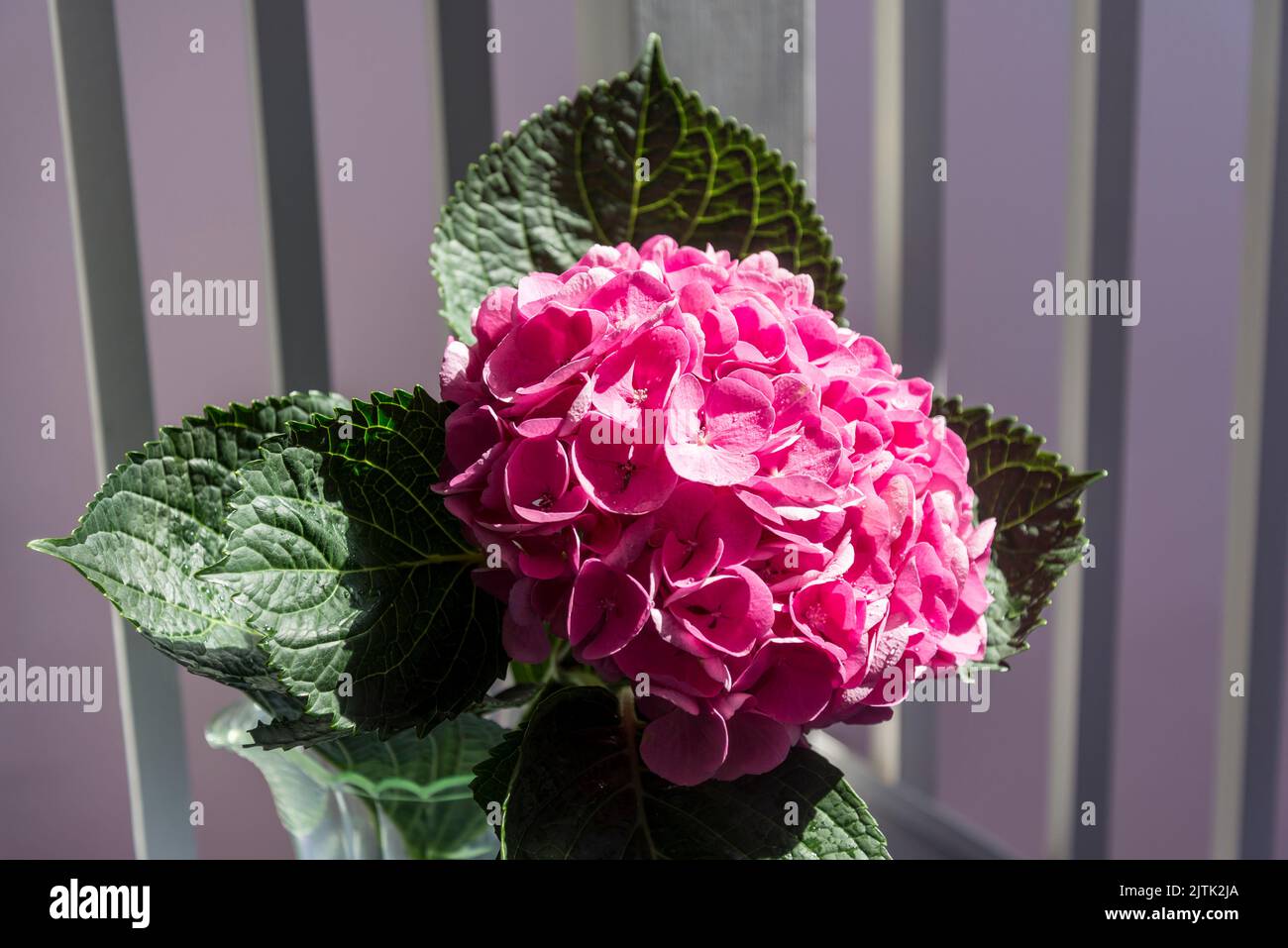 Single hydrangea flower Stock Photo