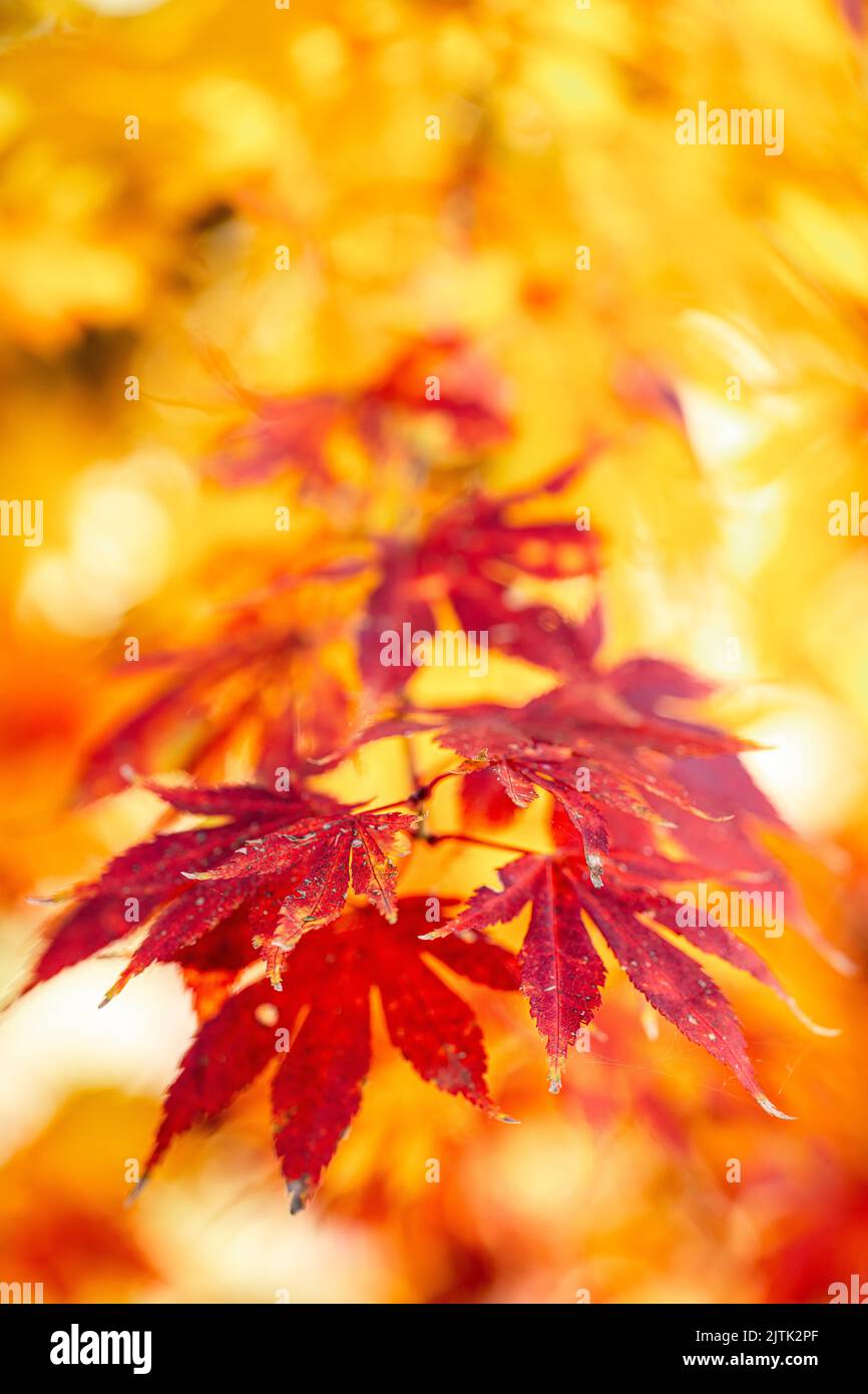 A Japanese maple tree leaves in Autumn Stock Photo - Alamy