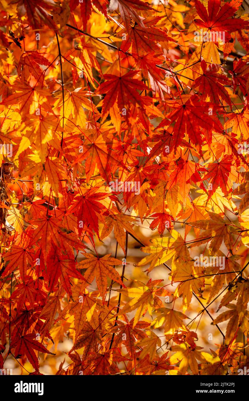 A Japanese maple tree leaves in Autumn Stock Photo - Alamy