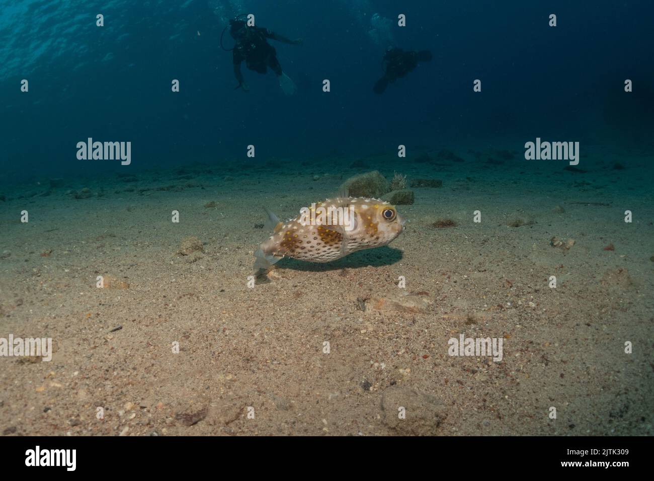 Fish swimming in the Red Sea, colorful fish, Eilat Israel Stock Photo
