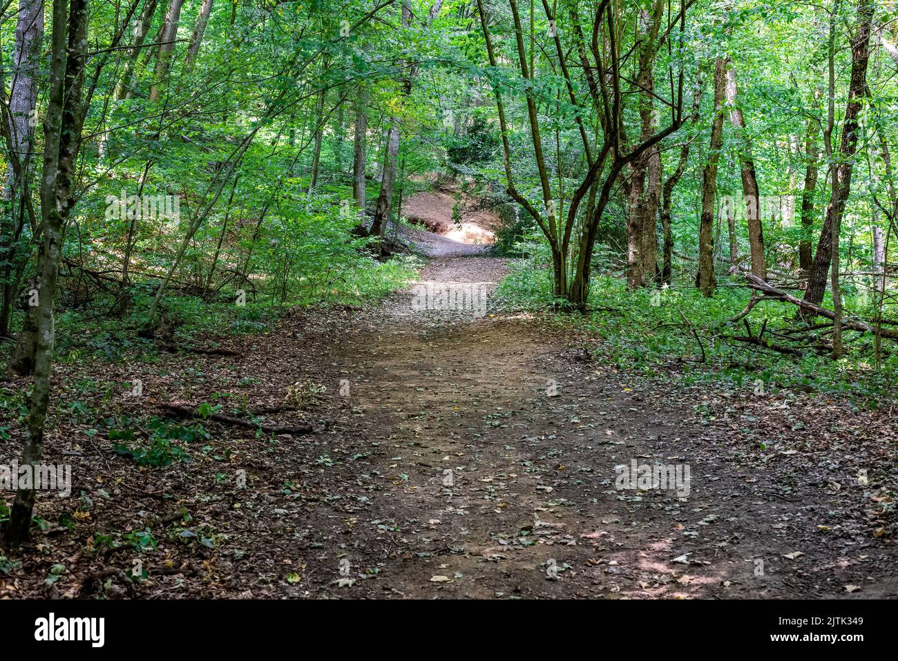 Natural forest scenery hi-res stock photography and images - Alamy