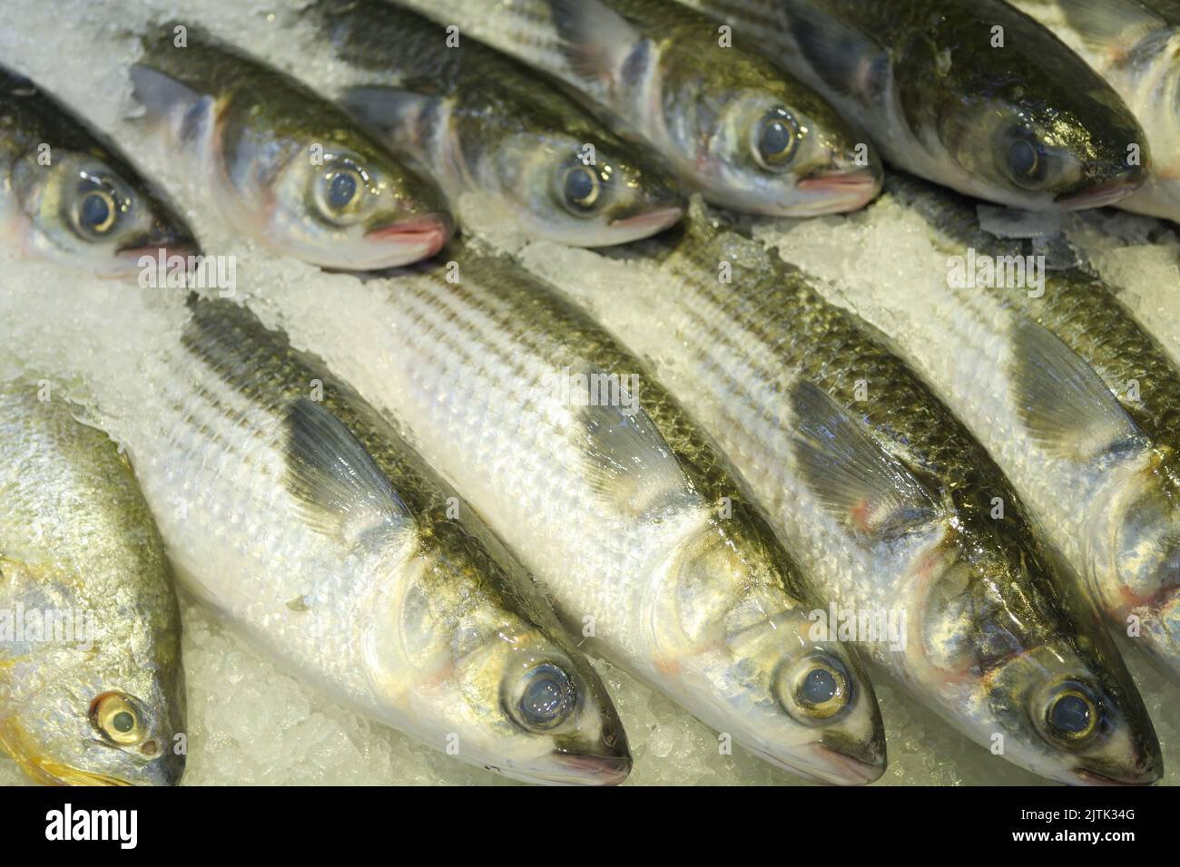 raw tuna fish on ice close up  Stock Photo