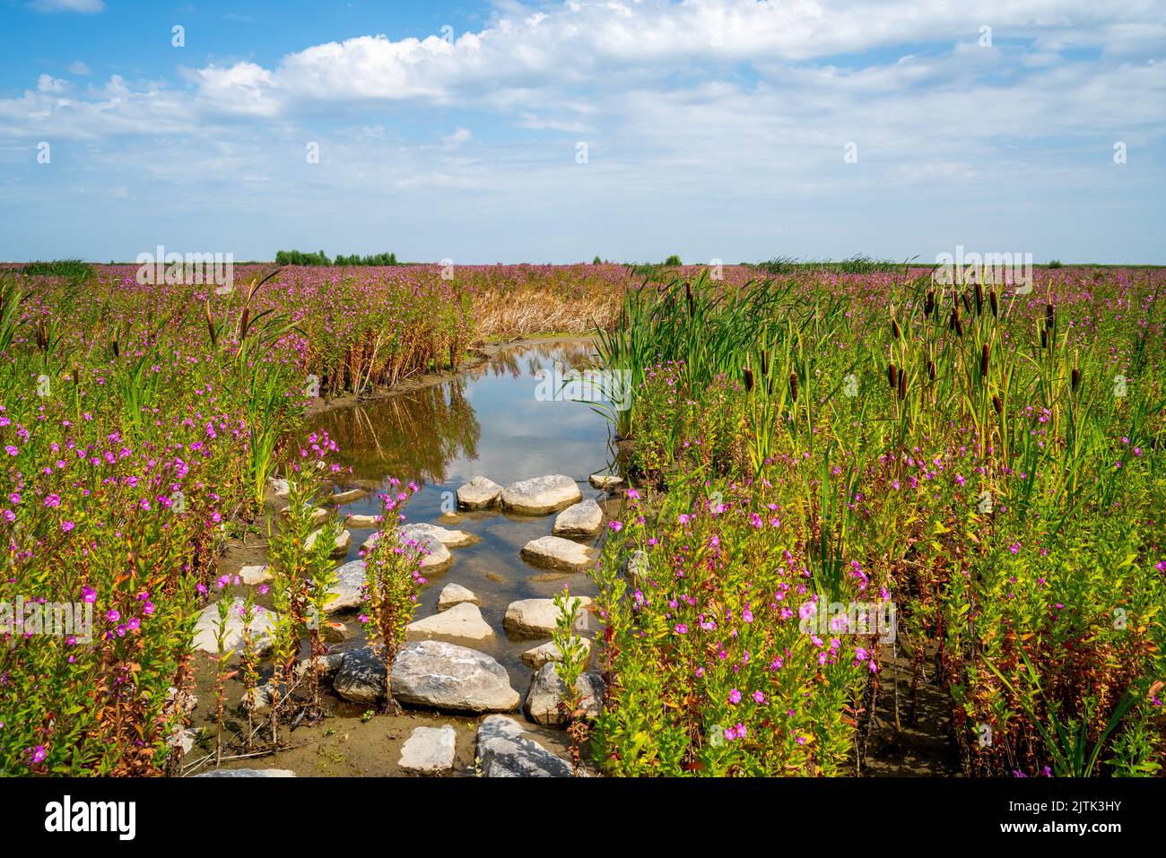 New created islands in the Netherlands with Hairy willowherb (Epilobium hirsutum) and Bulrush (Typha latifolia) Stock Photo