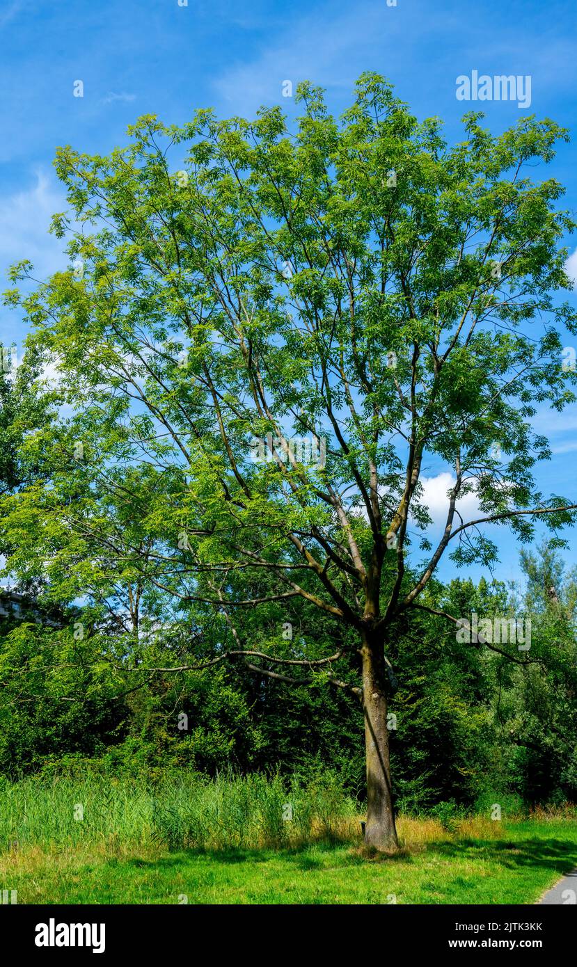 Close up of Ash tree (Fraxinus excelsior Stock Photo Alamy