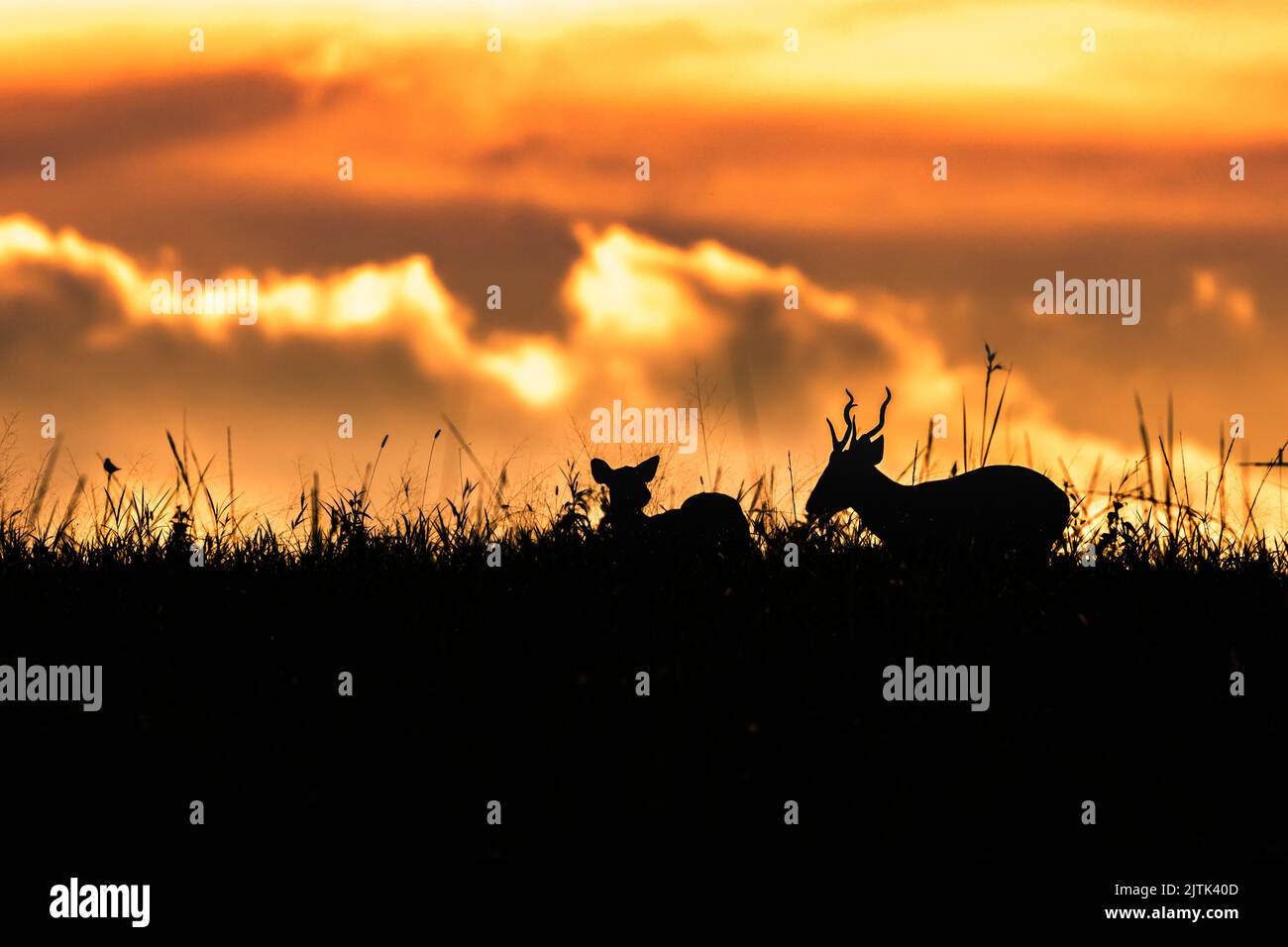 Beautiful moment of hog deers in a natural condition at sunset. Fantastic wildlife in thailand. Stock Photo