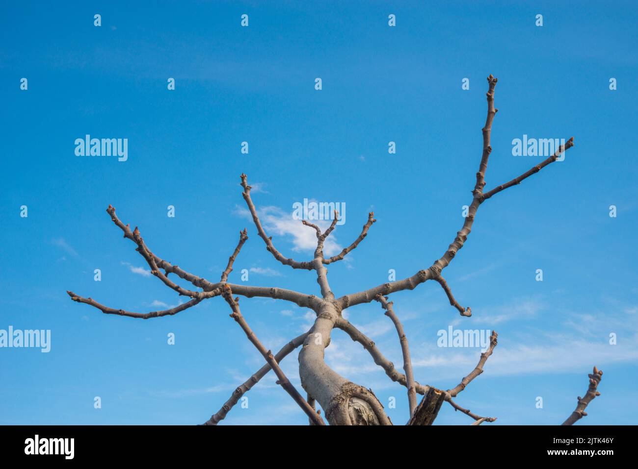 Branches on sky blue. Stock Photo