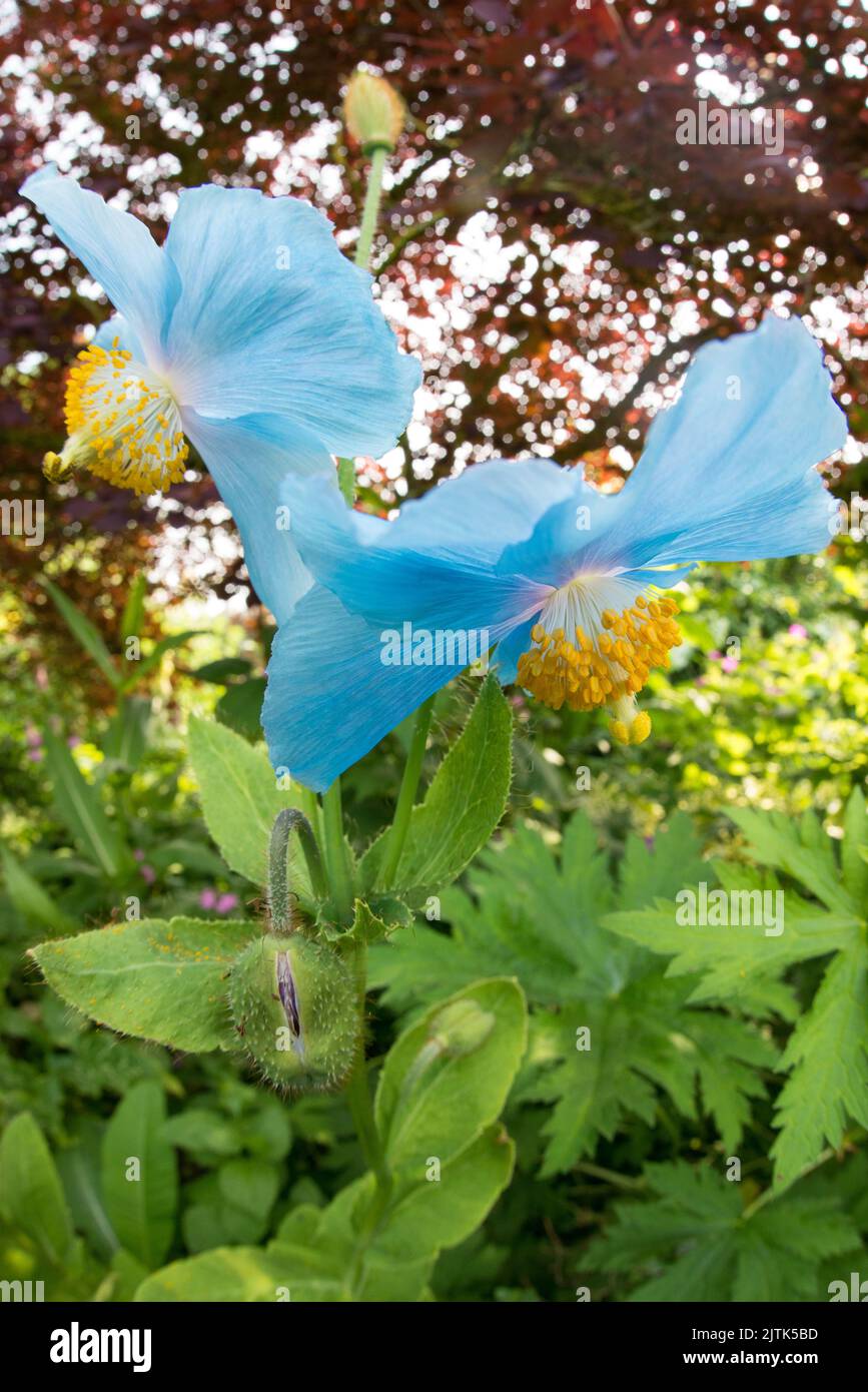 Mecaopsis sp., Himalayan blue poppy in UK garden. Stock Photo