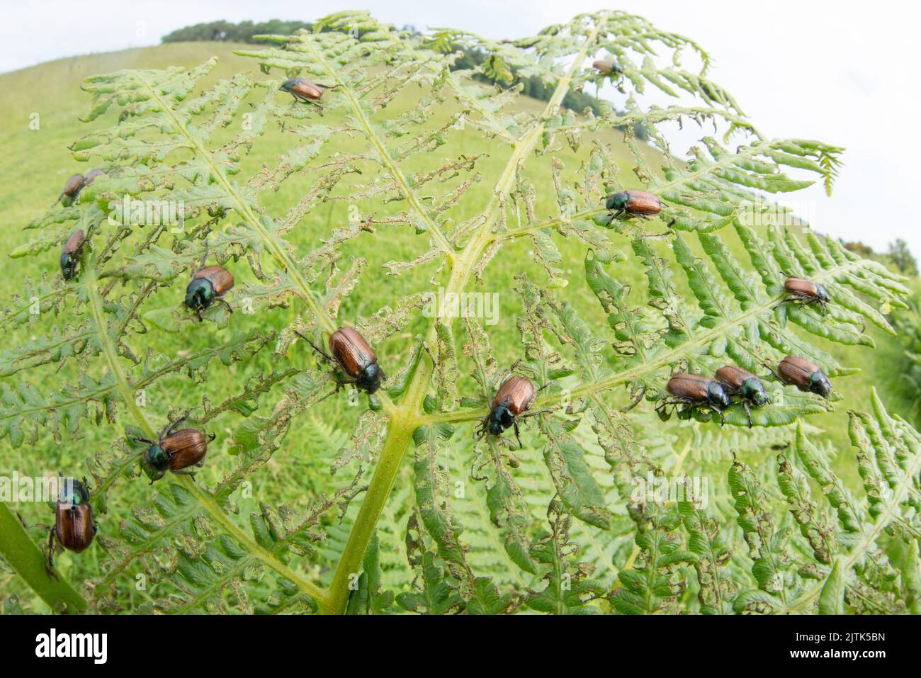 Bracken chafer beetles often occur in large numbers, as shown here in this ultra-wide macro shot of them on their host plant. Stock Photo
