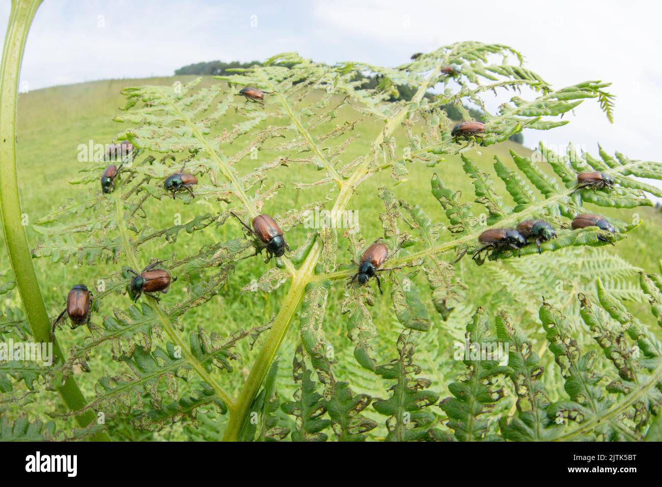 Bracken chafer beetles often occur in large numbers, as shown here in this ultra-wide macro shot of them on their host plant. Stock Photo
