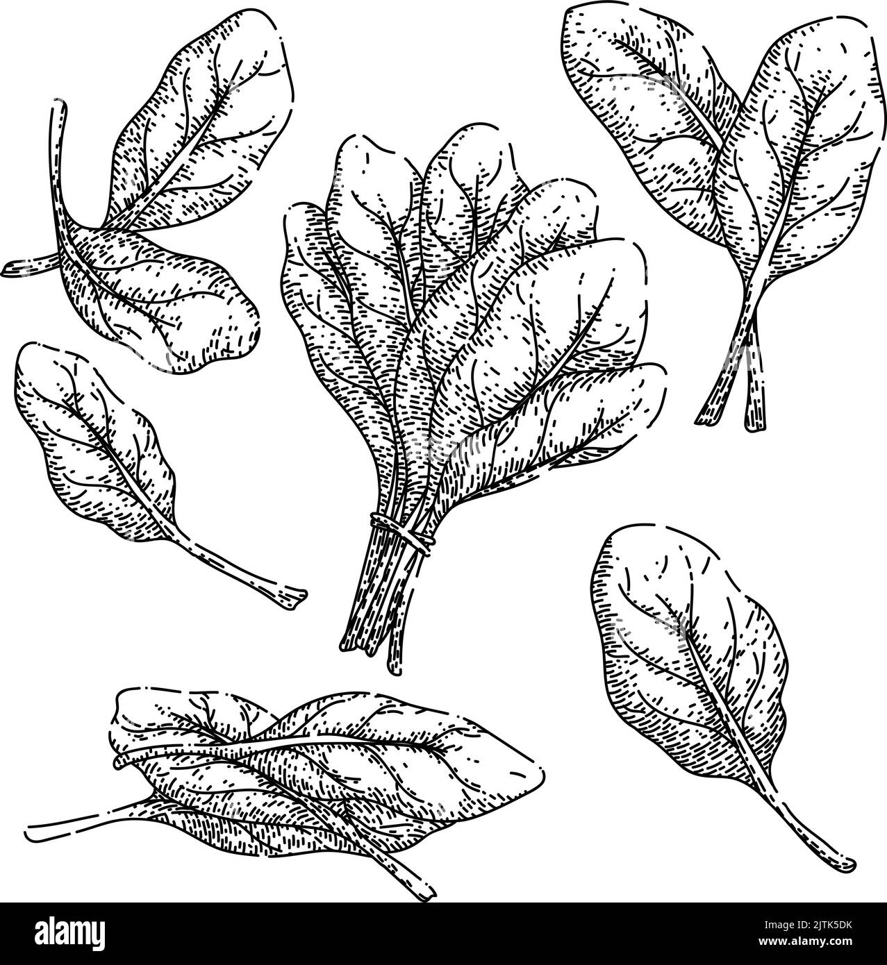 spinach green leaf set sketch hand drawn vector Stock Vector