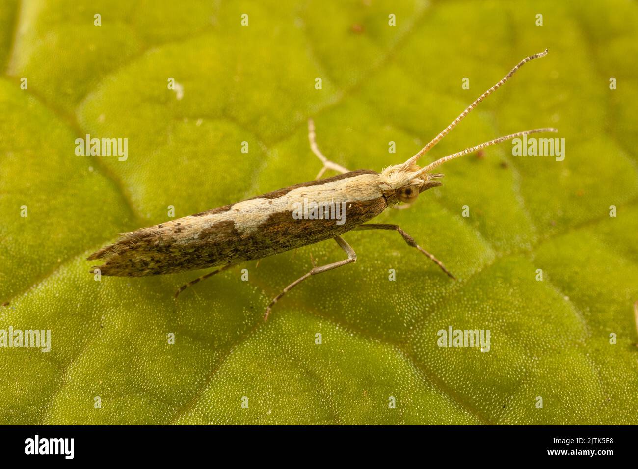 MDiamond-back moth, a commercial pest of cabbages, that can migrate large distances in great numbers and has developed pesticide resistance. Stock Photo