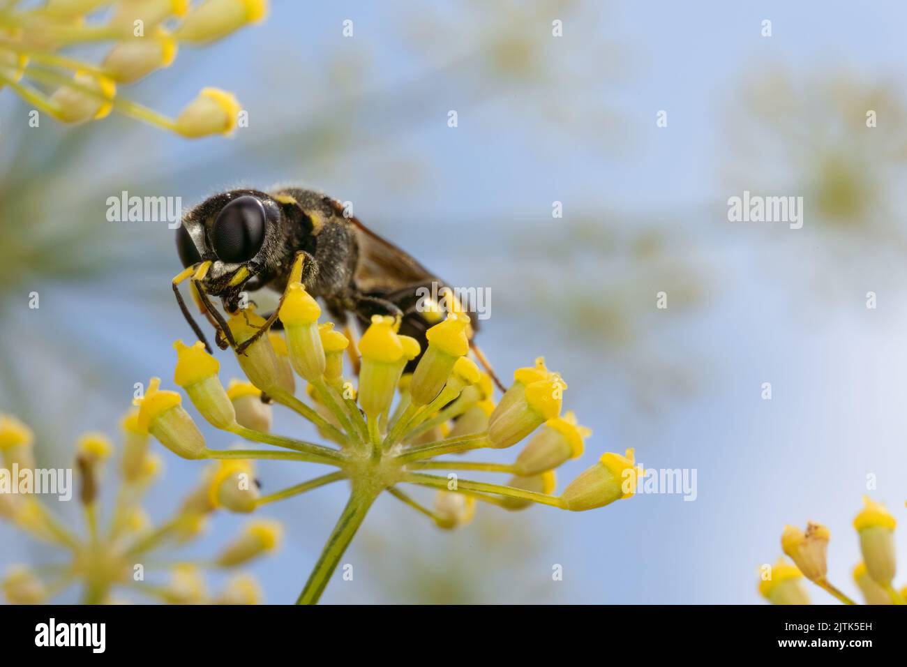 A digger wasp feeding on nectar of, and hunting amongst, flowers of a fennel plant in Kent, UK. Stock Photo