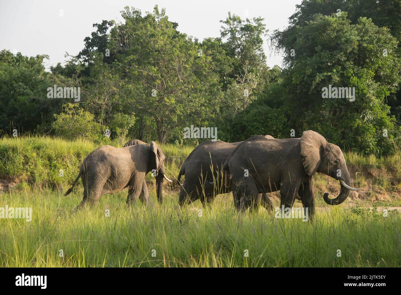 Group of African elephants walking along dry river bed in Murchison Falls National Park, Uganda. Stock Photo