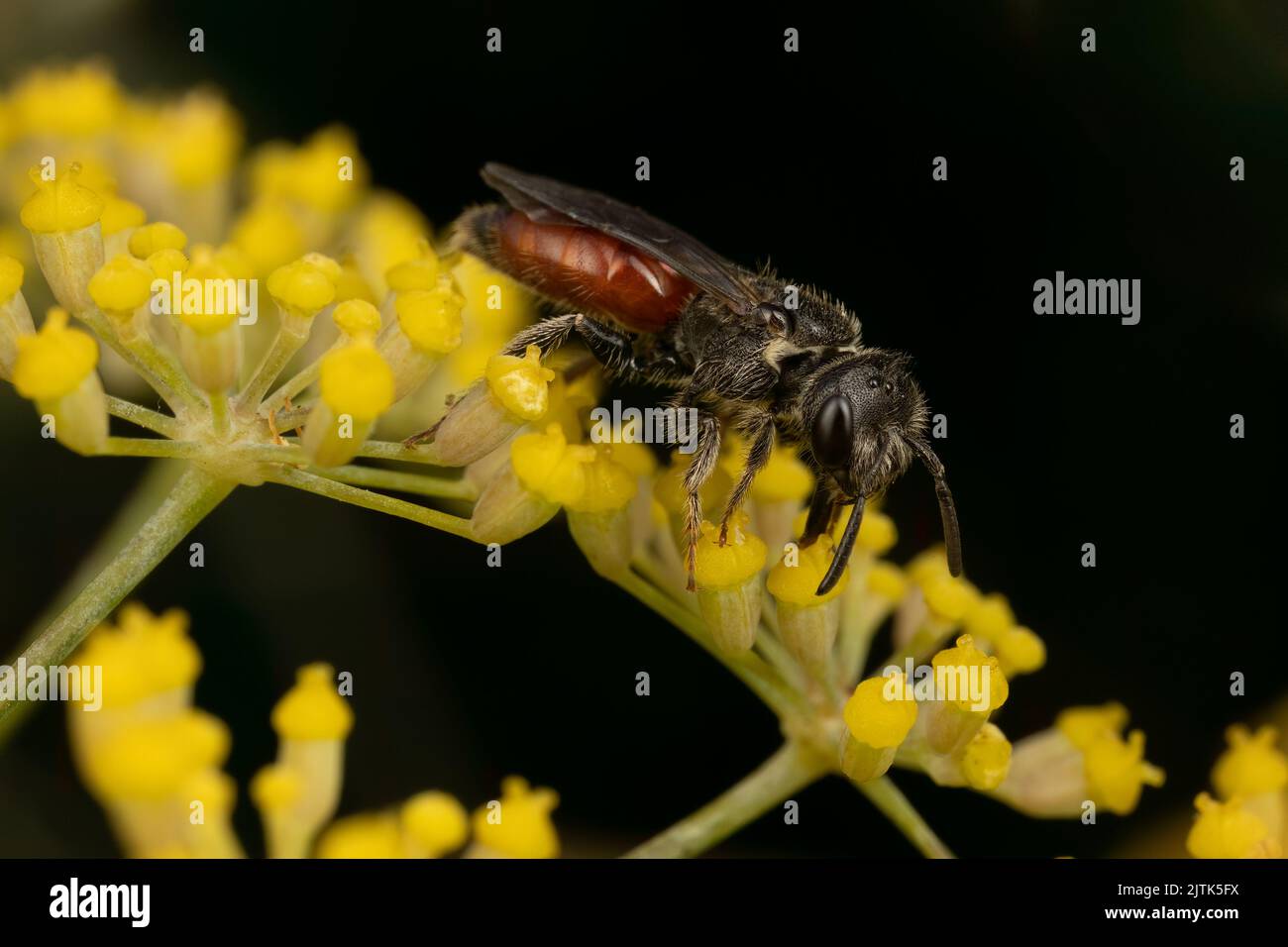 Female blood bee, a parasite on other solitary bees, feeding on nectar. Stock Photo