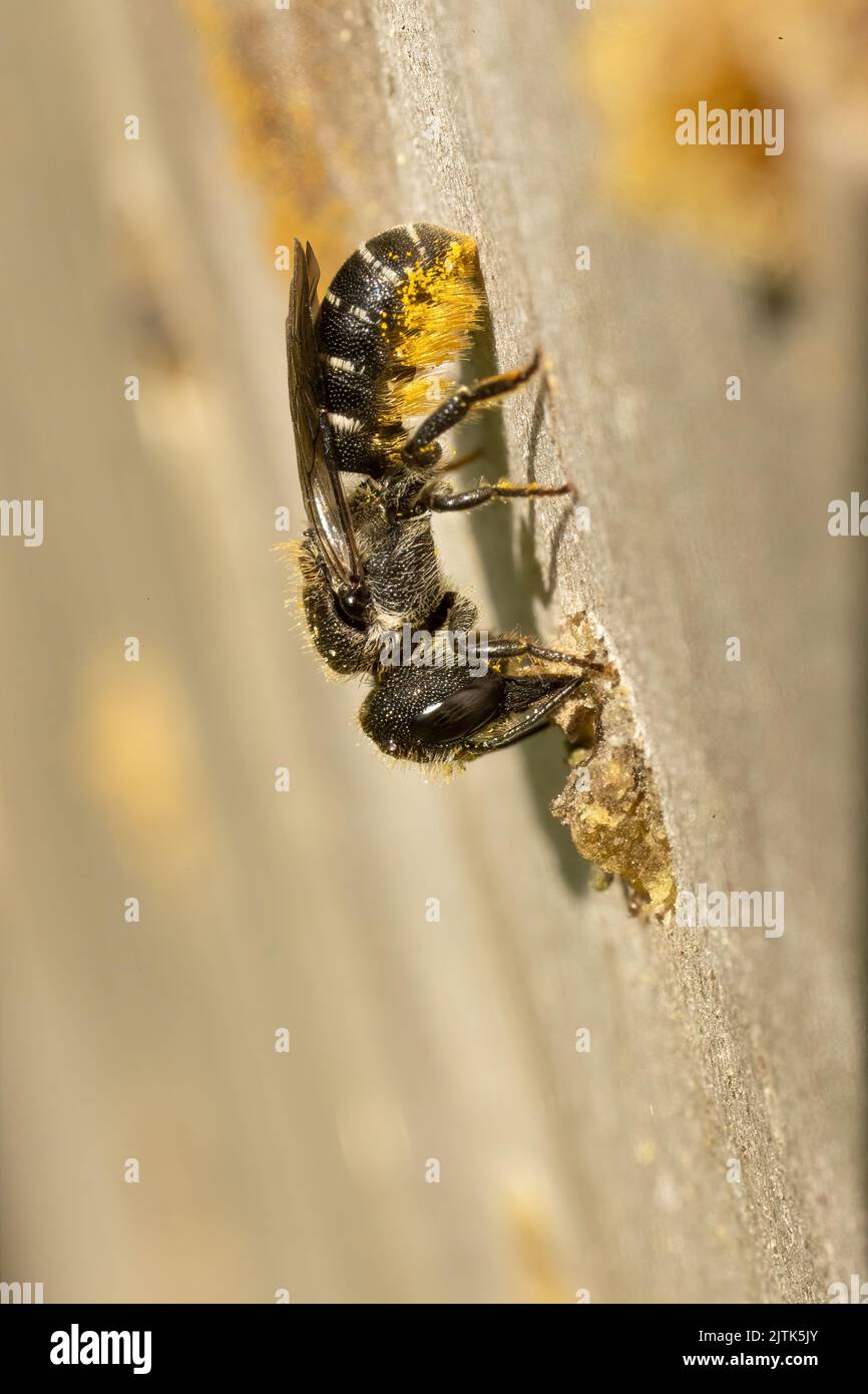 Female large-headed resin bee (Heriades truncorum) sealing the hole she has laid her eggs in on this bee hotel. Stock Photo