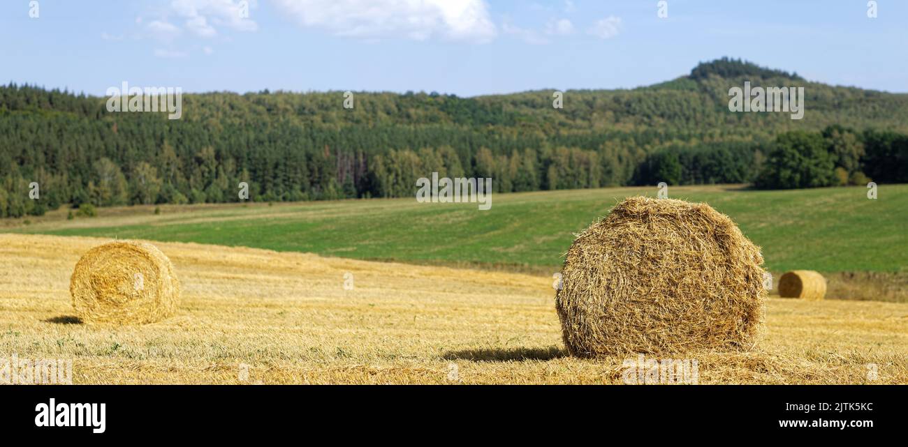 Round haystacks in the field and forest in the back in the blurred background. Shallow focus. Stock Photo