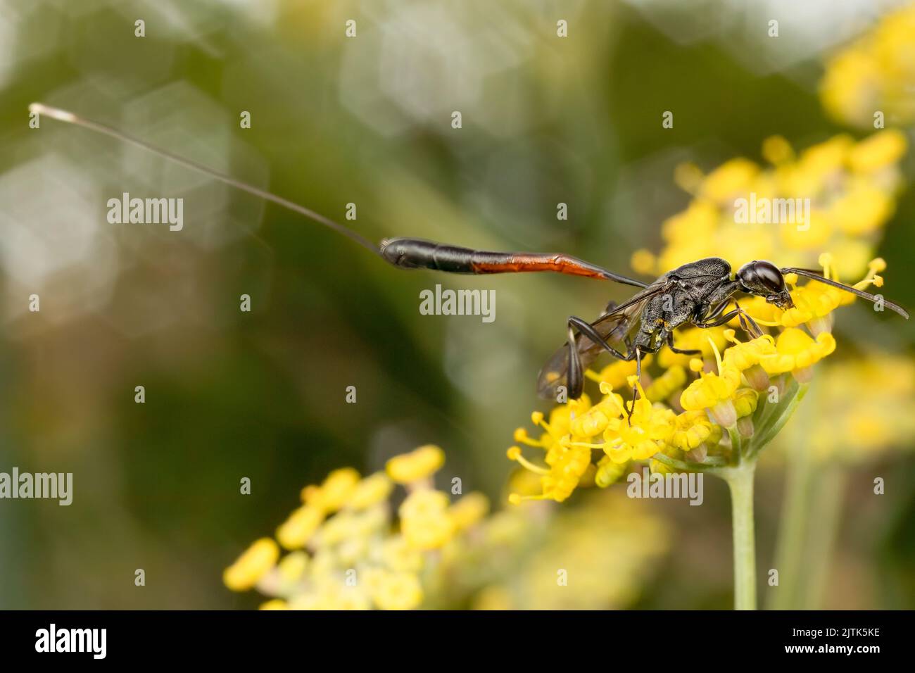 A female parasitic wasp (Gasteruption jaculator) with a massive ovipositor (egg laying spike on the end of her abdomen) feeding on nectar. Stock Photo