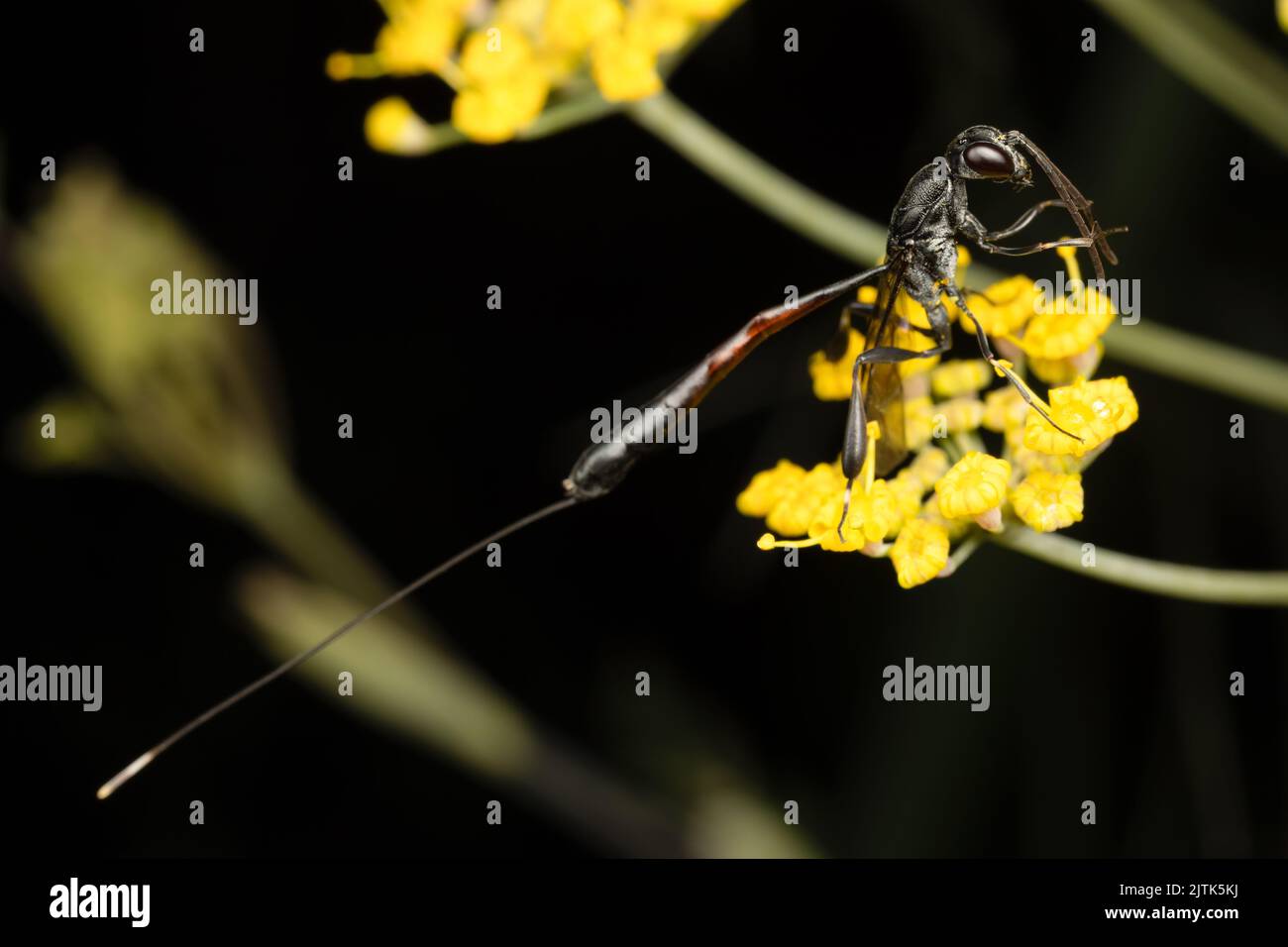 A female parasitic wasp (Gasteruption jaculator) with a massive ovipositor (egg laying spike on the end of her abdomen) feeding on nectar. Stock Photo