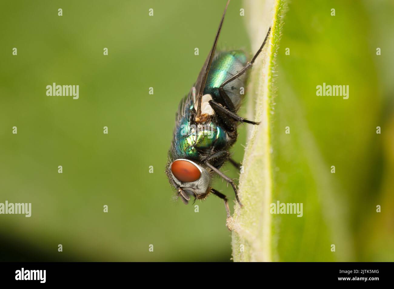 Portrait of green bottle fly. A common and under-appreciated insect. Stock Photo