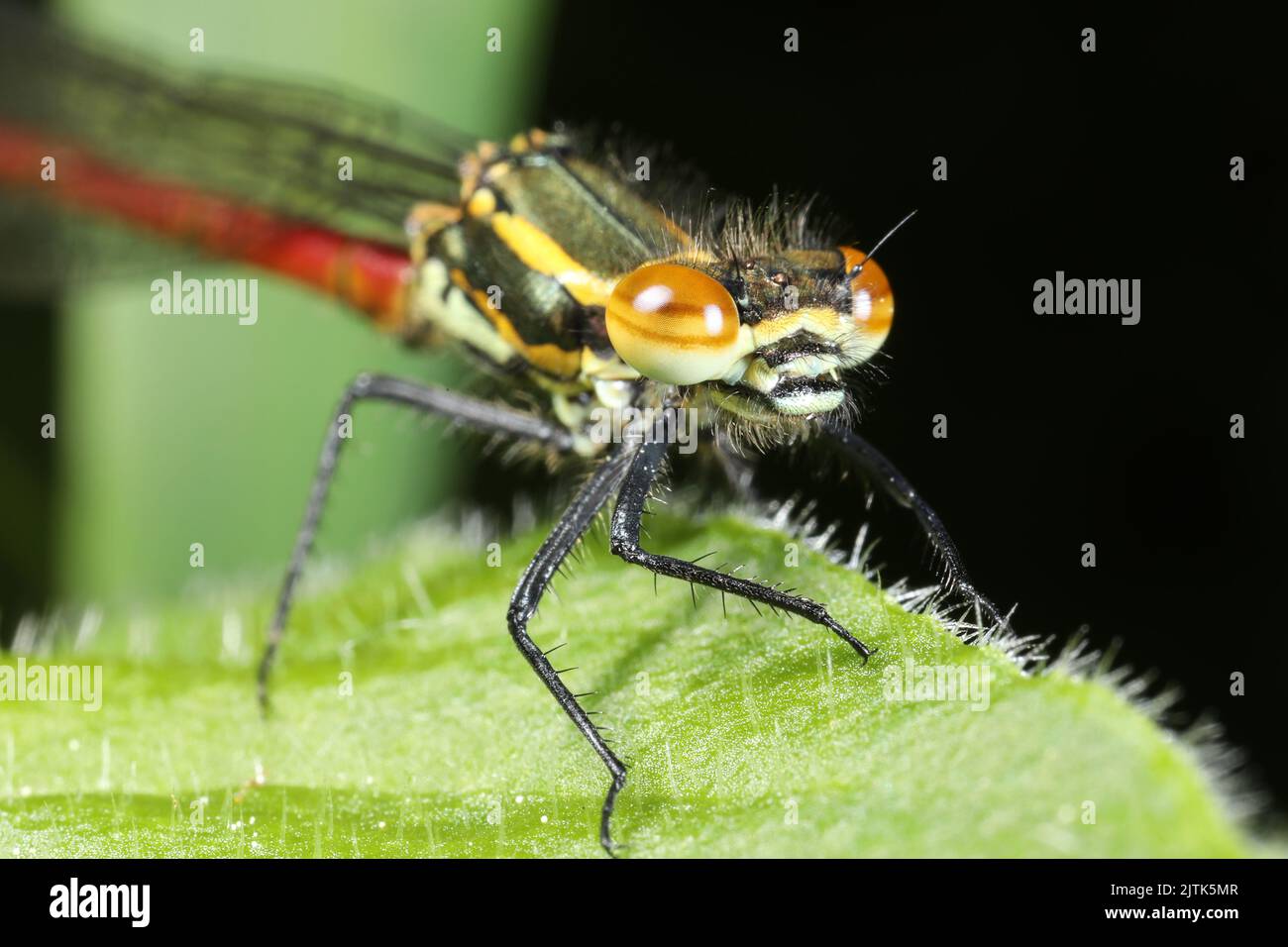 Large red damselfly close-up next to pond in Herefordshire, England, UK. Stock Photo